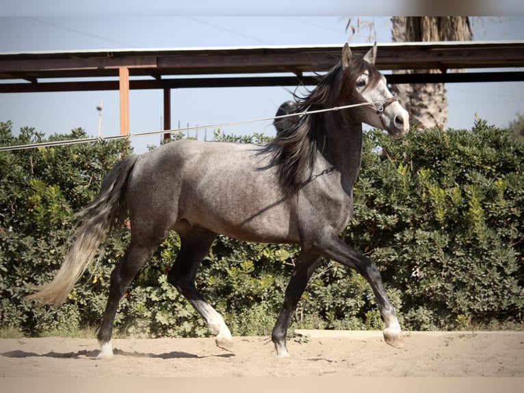 PRE Gelding 5 years 15,2 hh Gray in Valencia