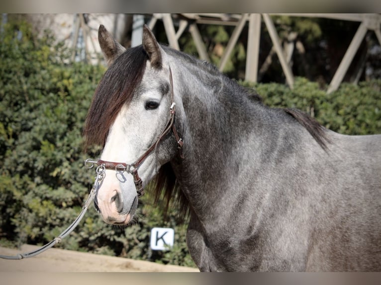 PRE Gelding 5 years 15,2 hh Gray in Valencia