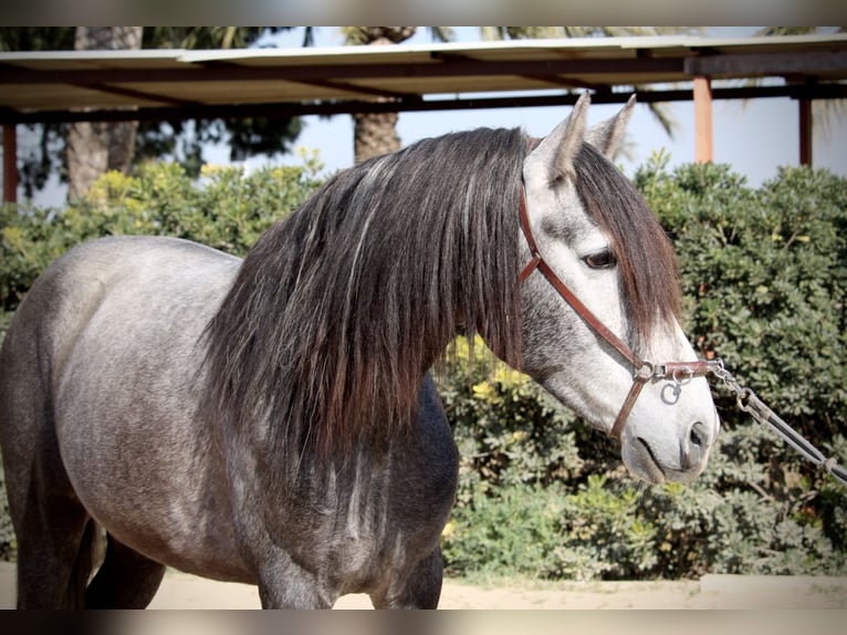 PRE Gelding 5 years 15,2 hh Gray in Valencia