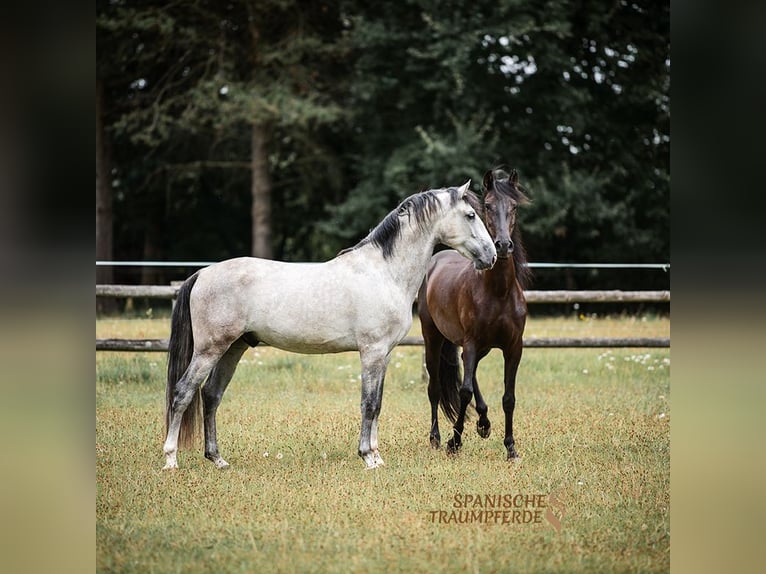 PRE Mix Gelding 5 years 15,2 hh Gray in Traventhal