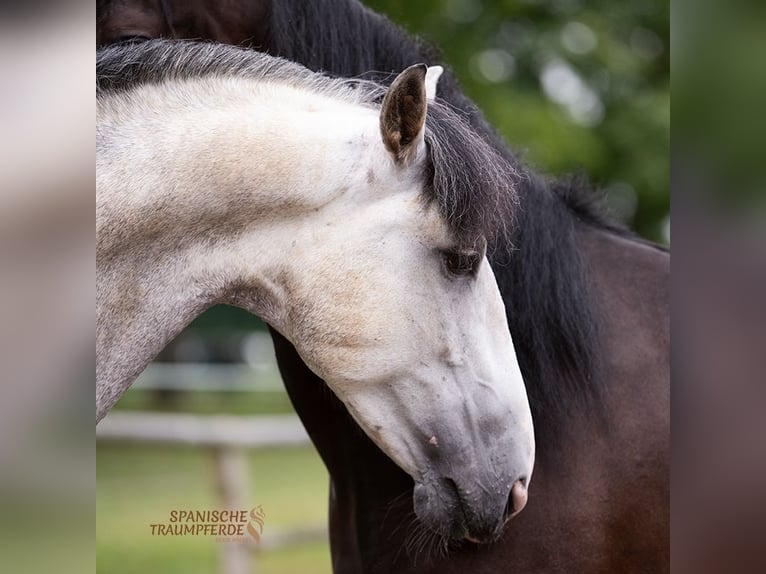 PRE Mix Gelding 5 years 15,2 hh Gray in Traventhal