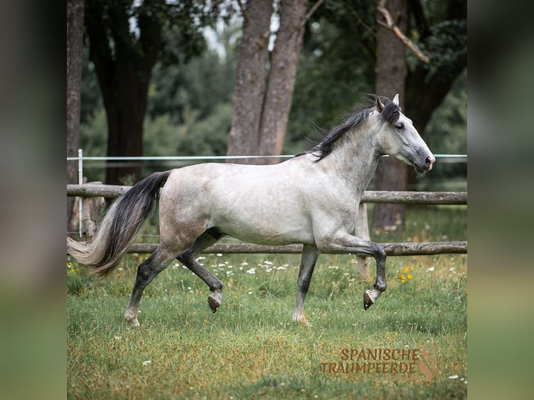 PRE Mix Gelding 5 years 15,2 hh Gray in Traventhal