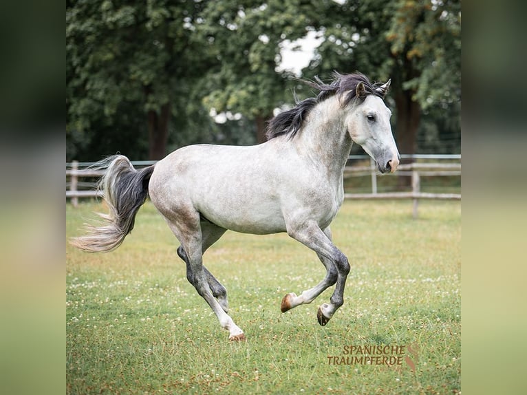 PRE Mix Gelding 5 years 15,2 hh Gray in Traventhal