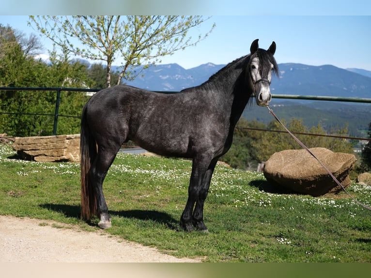 PRE Mix Gelding 5 years 15.2 hh Grey-Dapple in Hamburg