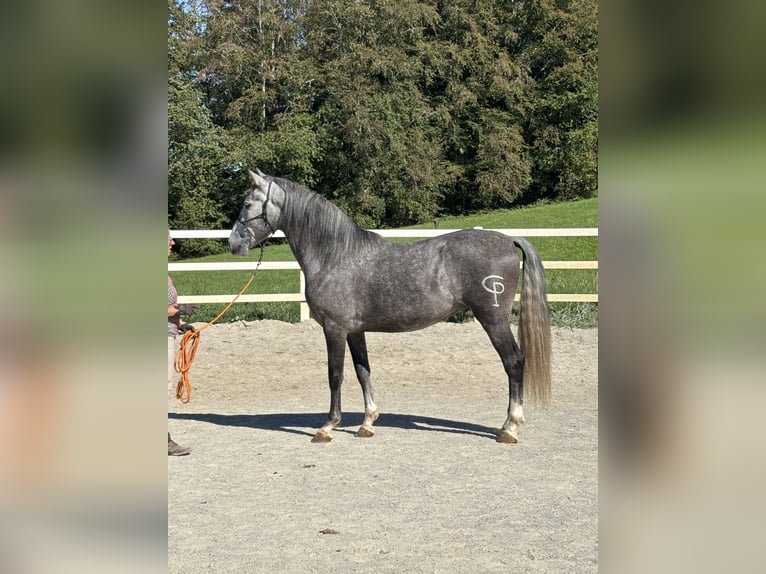 PRE Mix Gelding 5 years 15.2 hh Grey-Dapple in Hergensweiler