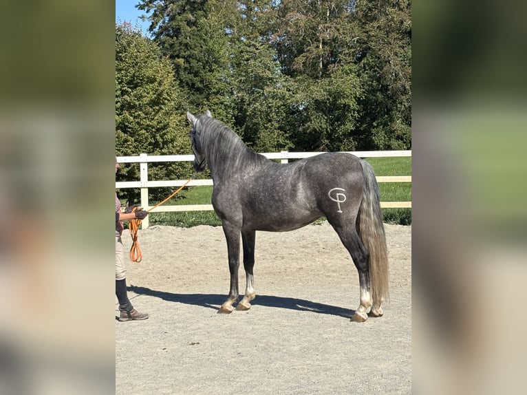 PRE Mix Gelding 5 years 15.2 hh Grey-Dapple in Hergensweiler