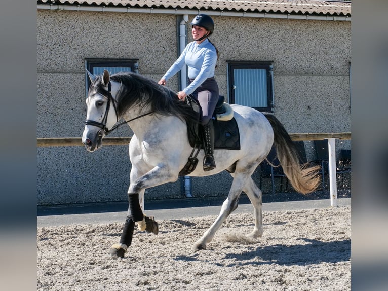 PRE Mix Gelding 5 years 15.2 hh Grey in Neustadt (Wied)