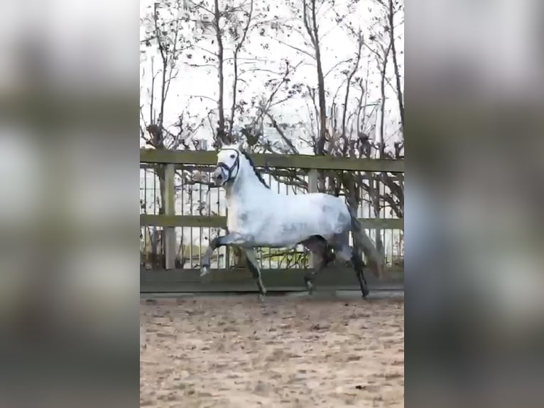 PRE Gelding 5 years 15.2 hh Grey in Ratingen