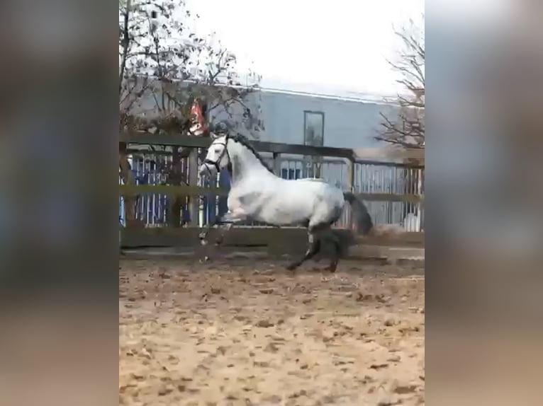 PRE Gelding 5 years 15.2 hh Grey in Ratingen