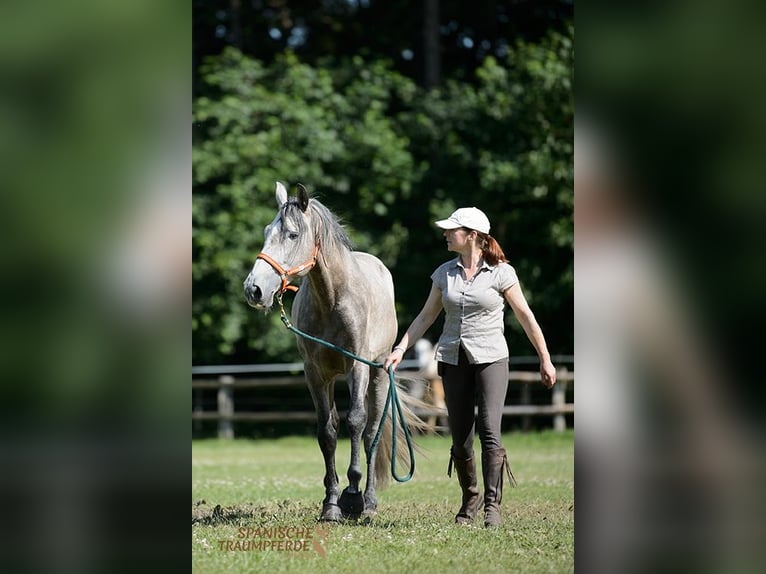 PRE Gelding 5 years 15.2 hh Grey in Traventhal