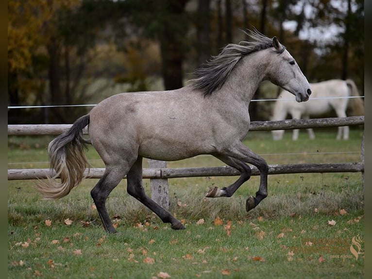 PRE Gelding 5 years 15.2 hh Grey in Traventhal