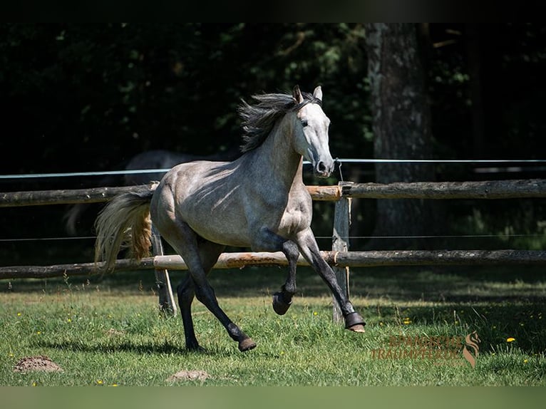 PRE Gelding 5 years 15.2 hh Grey in Traventhal