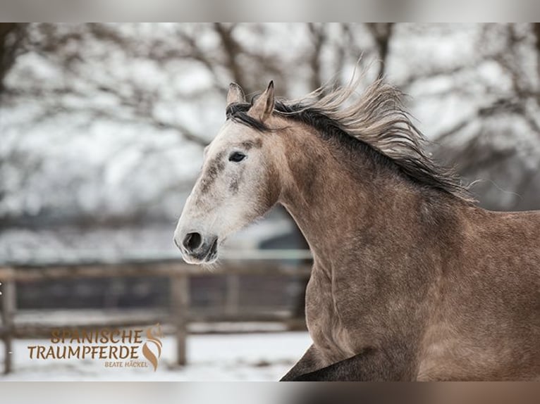 PRE Gelding 5 years 15.2 hh Grey in Traventhal