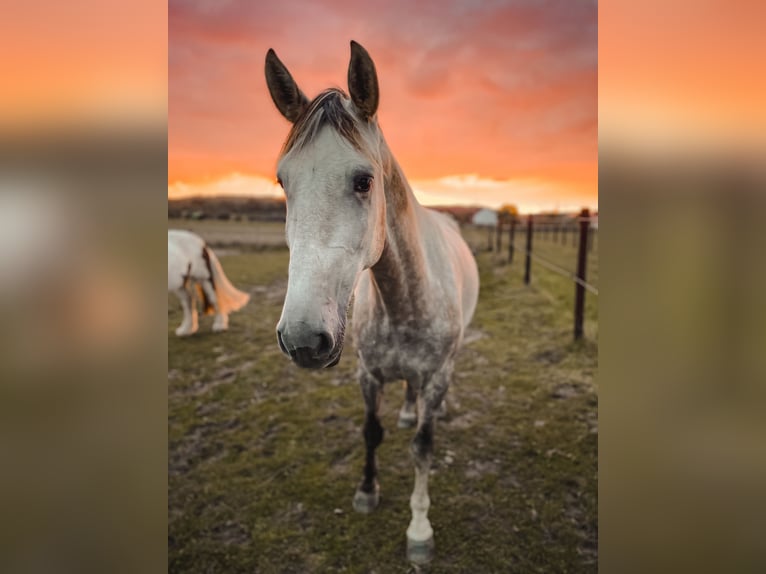 PRE Gelding 5 years 15.2 hh Grey in Waldbrunn (Westerwald)