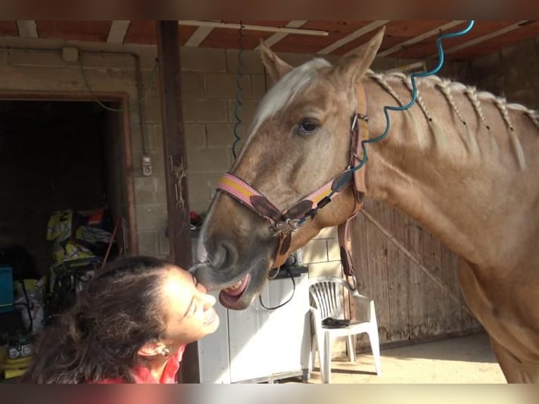 PRE Mix Gelding 5 years 15,2 hh Palomino in Barcelona