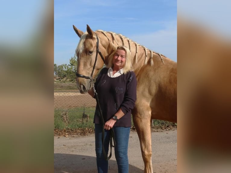 PRE Mix Gelding 5 years 15,2 hh Palomino in Barcelona