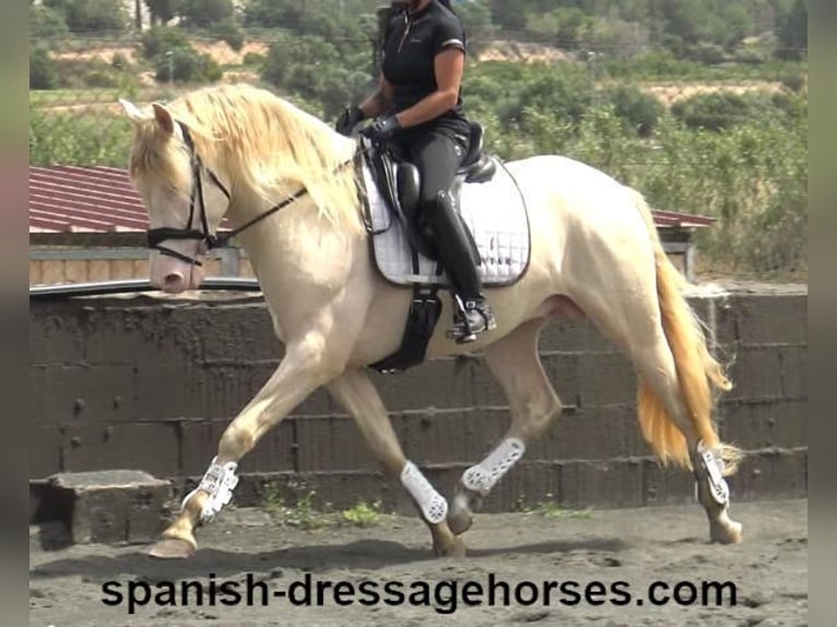 PRE Gelding 5 years 15,2 hh Perlino in Barcelona