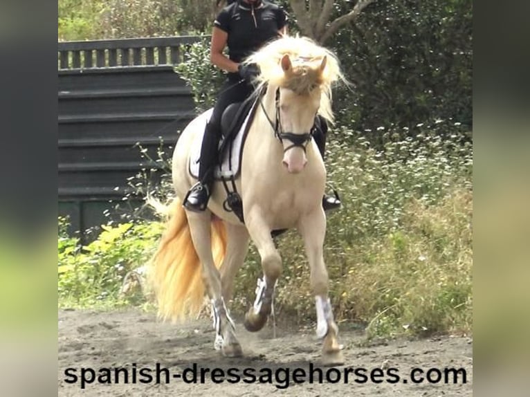 PRE Mix Gelding 5 years 15,2 hh Perlino in Barcelona