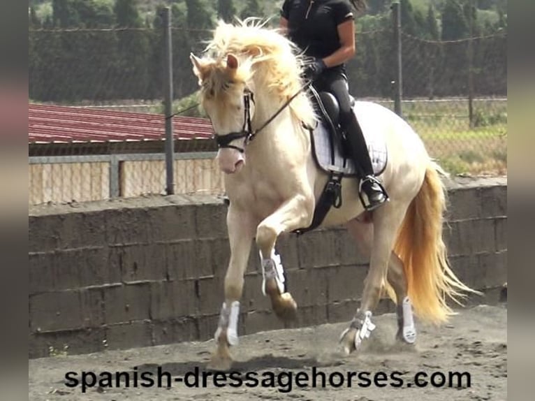 PRE Gelding 5 years 15,2 hh Perlino in Barcelona