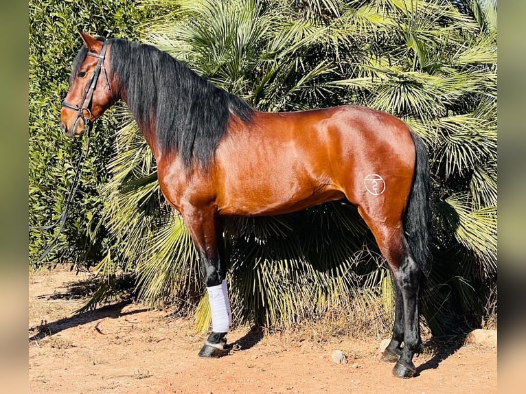 PRE Mix Gelding 5 years 15,3 hh Brown in Martfeld