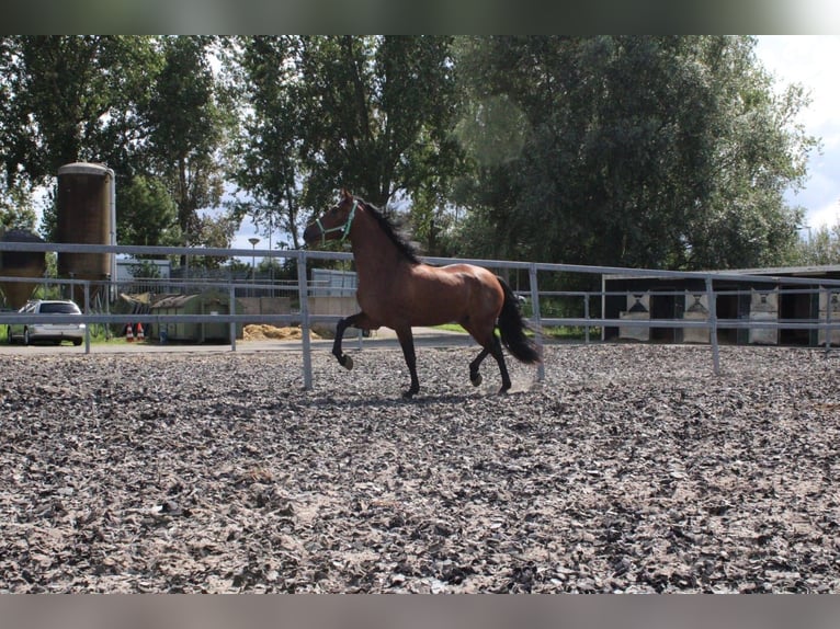 PRE Gelding 5 years 15,3 hh Brown in Den Haag