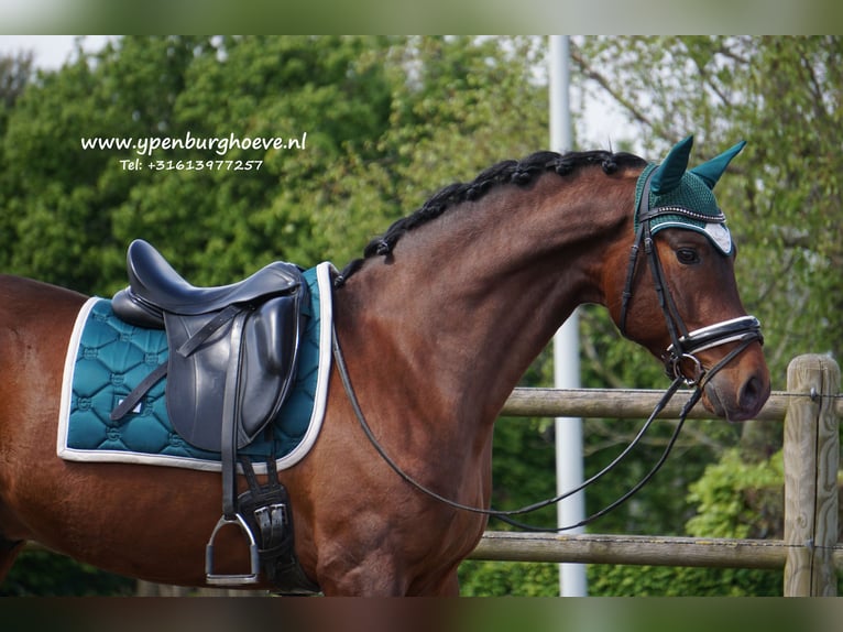 PRE Gelding 5 years 15,3 hh Brown in Den Haag