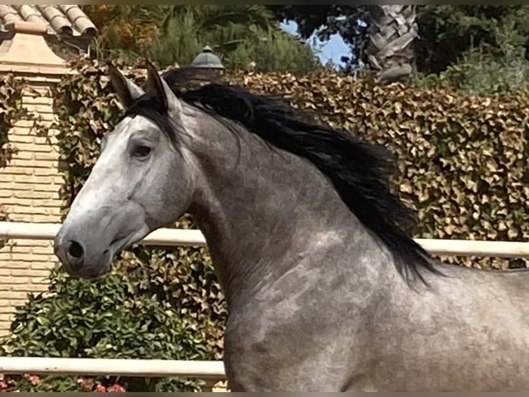 PRE Gelding 5 years 15,3 hh Gray in Fuentes De Andalucia