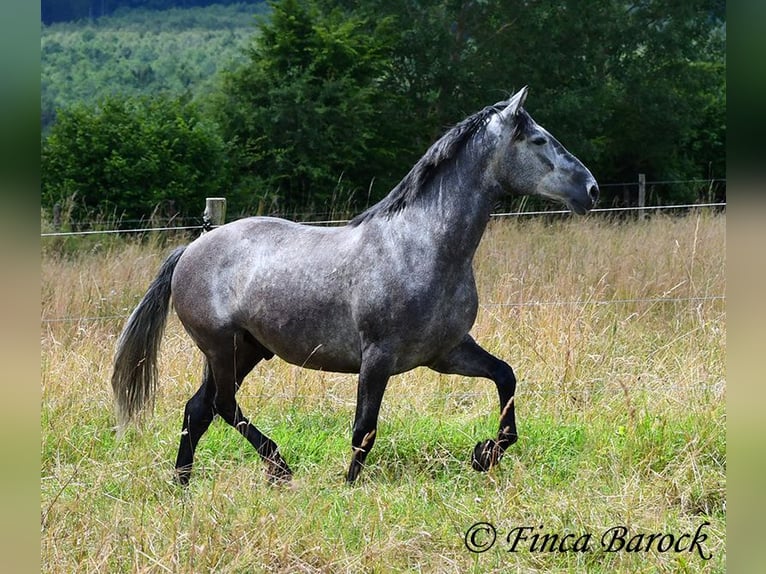 PRE Mix Gelding 5 years 15,3 hh Gray in Wiebelsheim