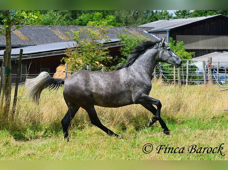 PRE Mix Gelding 5 years 15,3 hh Gray in Wiebelsheim