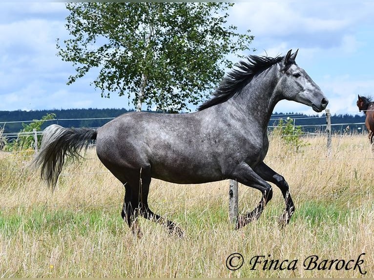 PRE Mix Gelding 5 years 15,3 hh Gray in Wiebelsheim