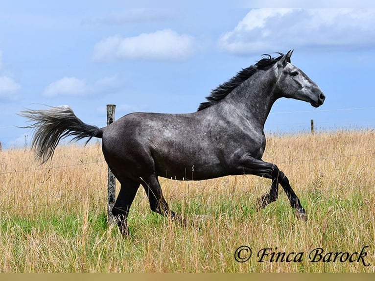 PRE Mix Gelding 5 years 15,3 hh Gray in Wiebelsheim