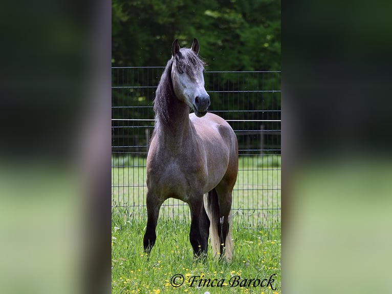 PRE Mix Gelding 5 years 15.3 hh Grey in Wiebelsheim