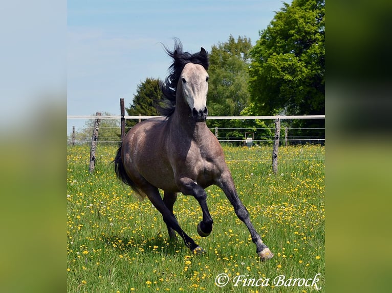 PRE Mix Gelding 5 years 15.3 hh Grey in Wiebelsheim
