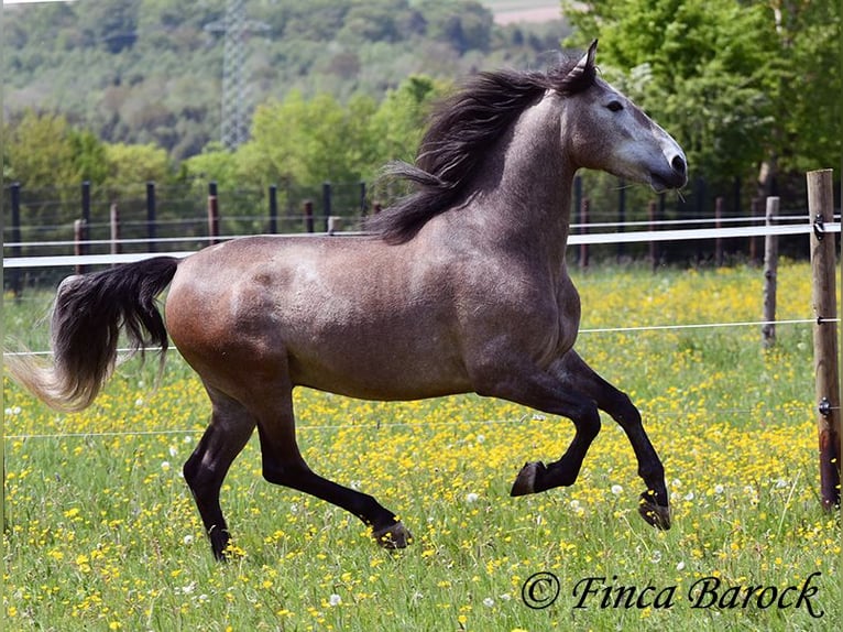 PRE Mix Gelding 5 years 15.3 hh Grey in Wiebelsheim