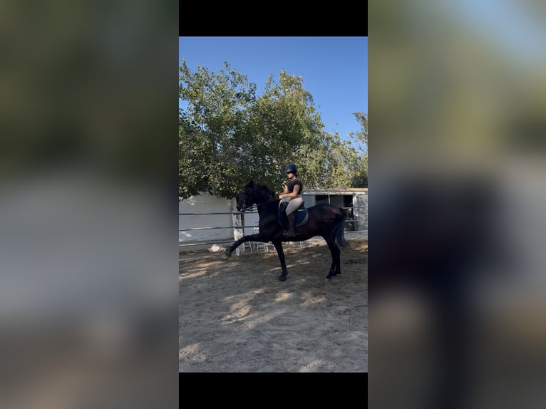 PRE Gelding 5 years 15 hh Bay-Dark in Torrent