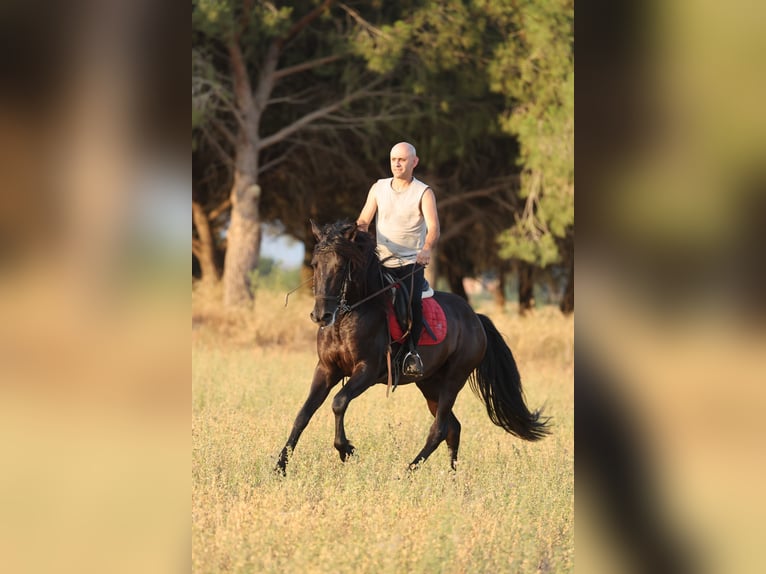 PRE Mix Gelding 5 years 15 hh Black in Speyer