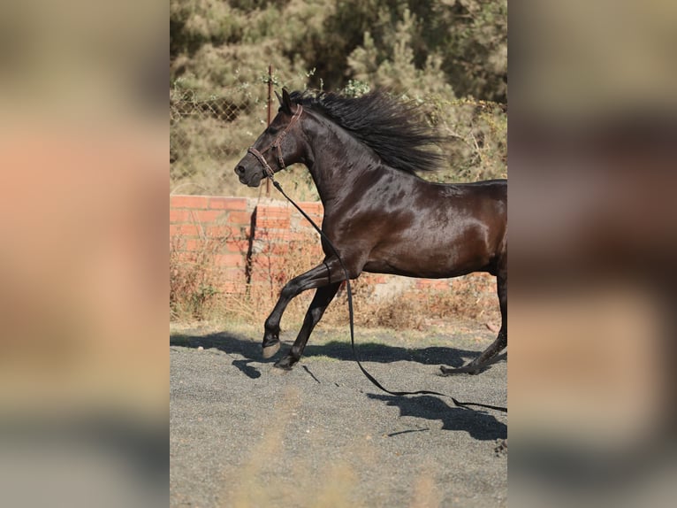 PRE Mix Gelding 5 years 15 hh Black in Speyer