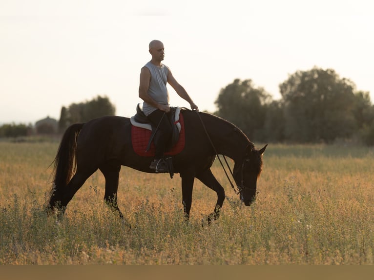 PRE Mix Gelding 5 years 15 hh Black in Speyer