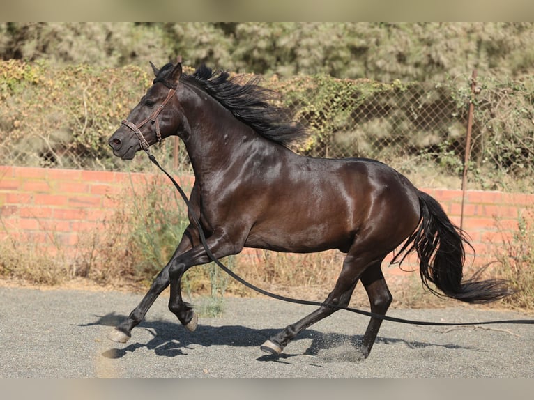 PRE Mix Gelding 5 years 15 hh Black in Speyer