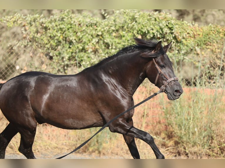 PRE Mix Gelding 5 years 15 hh Black in Speyer