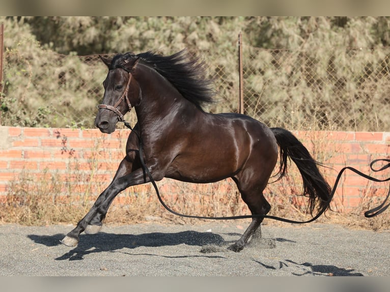 PRE Mix Gelding 5 years 15 hh Black in Speyer