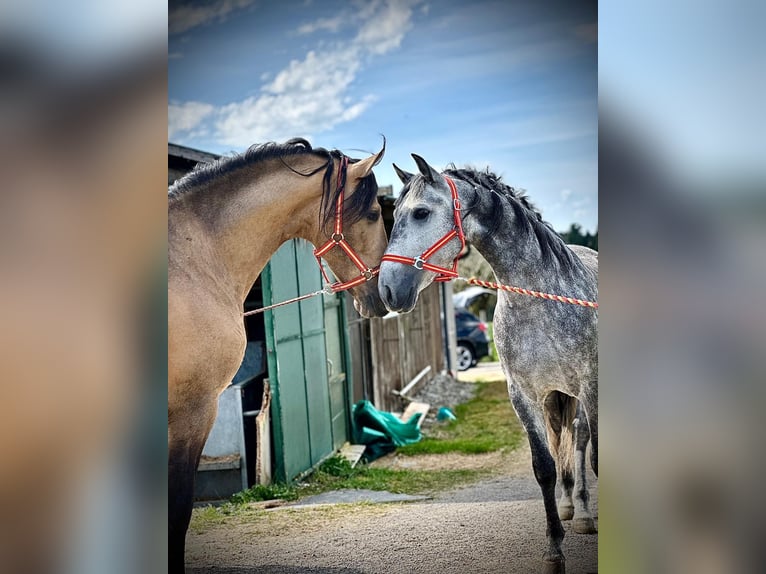 PRE Gelding 5 years 15 hh Grey-Dapple in Baar