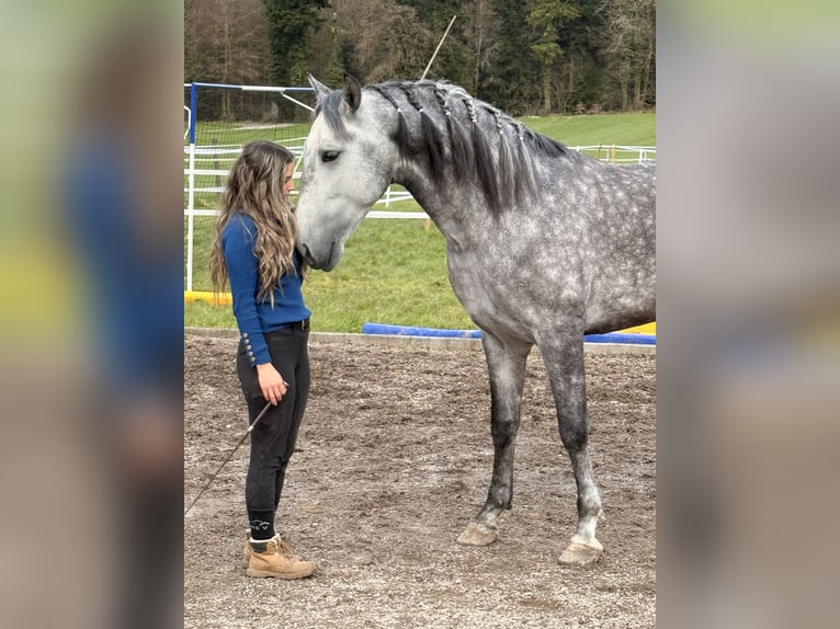 PRE Gelding 5 years 15 hh Grey-Dapple in Baar