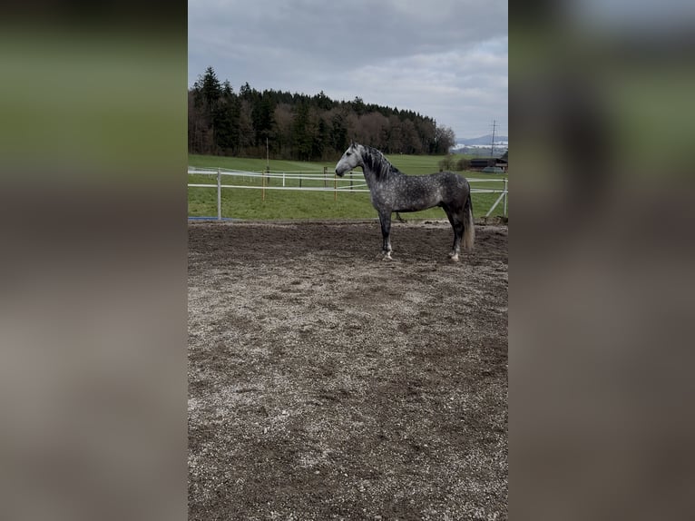 PRE Gelding 5 years 15 hh Grey-Dapple in Baar