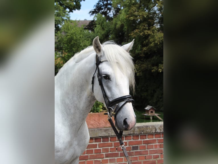 PRE Gelding 5 years 15 hh Grey in Rommerskirchen