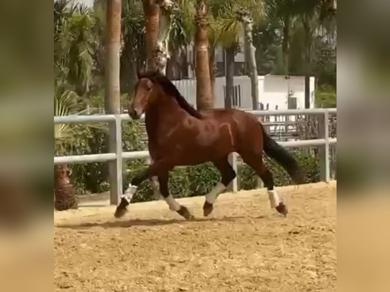 PRE Mix Gelding 5 years 15,1 hh Bay in Málaga
