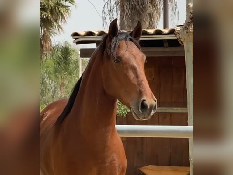 PRE Mix Gelding 5 years 15,1 hh Bay in Málaga