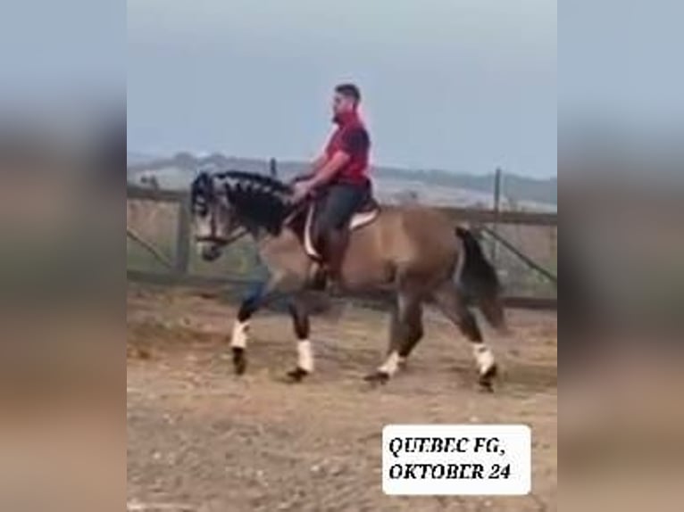 PRE Mix Gelding 5 years 15,1 hh Buckskin in Emmelshausen