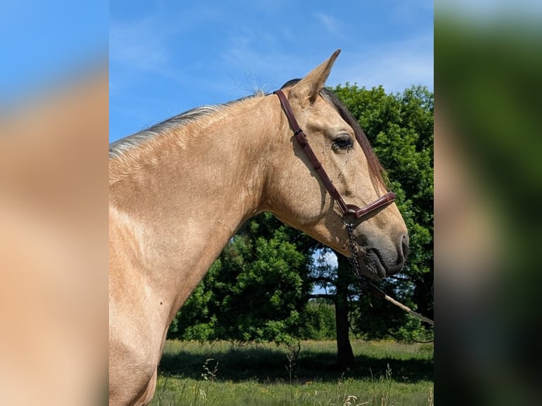 PRE Mix Gelding 5 years 15,1 hh Dun in Caumont