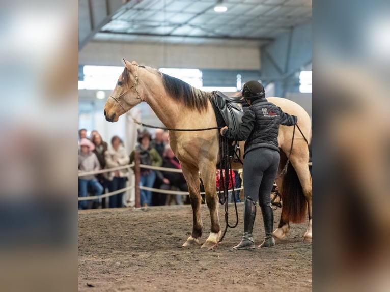 PRE Mix Gelding 5 years 15,1 hh Dun in Caumont